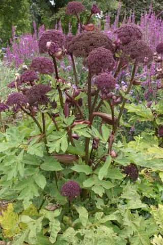 Angelica gigas