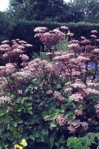 Angelica sylvestris 'Vicar's Mead'