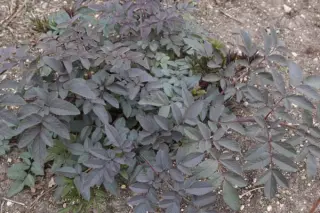 Angelica sylvestris 'Vicar's Mead'