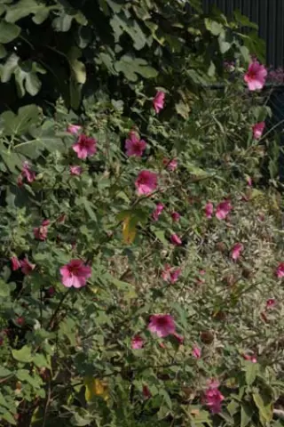 Anisodontea 'El Rayo'