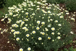 Anthemis 'Cally Cream'