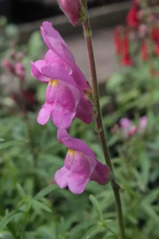 Antirrhinum controversum