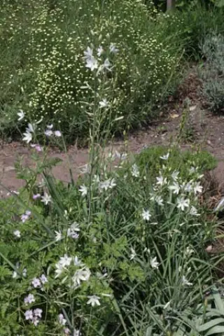 Anthericum liliago 'Janous'