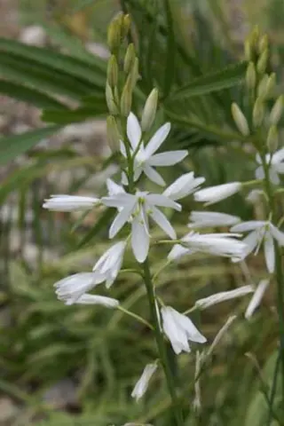 Anthericum liliago 'Major'