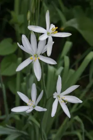 Anthericum liliago