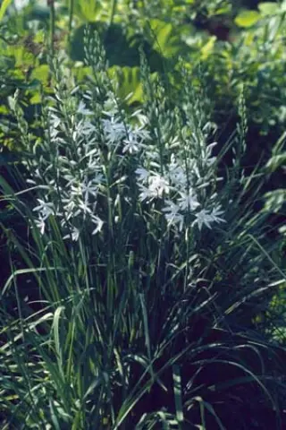Anthericum liliago