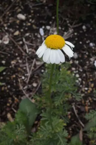 Anthemis macroglossa (Cota melanoma)