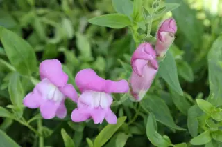 Antirrhinum majus ssp. majus