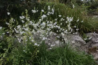 Anthericum ramosum