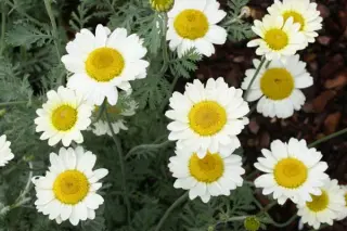 Anthemis 'Susanna Mitchell'