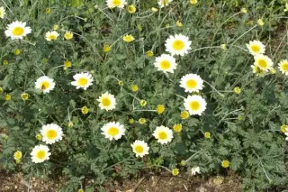Anthemis 'Susanna Mitchell'
