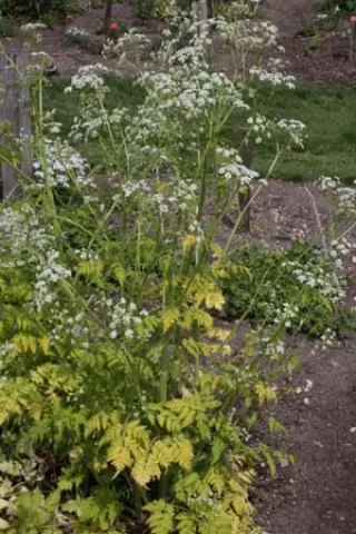Anthriscus sylvestris 'Golden Fleece'