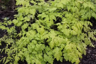 Anthriscus sylvestris 'Golden Fleece'