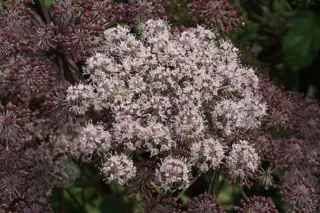 Anthriscus sylvestris 'Ravens Wing'