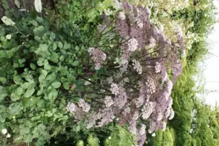 Anthriscus sylvestris 'Ravens Wing'