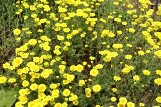 Anthemis tinctoria 'Eva' (Dwarf Frm)
