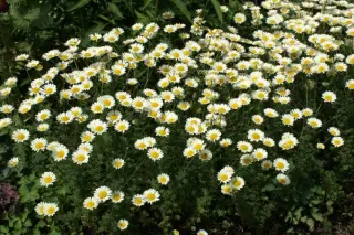 Anthemis tinctoria 'Sauce Hollandaise'