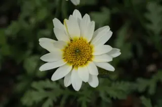 Anthemis 'Tinpenny Sparkle'