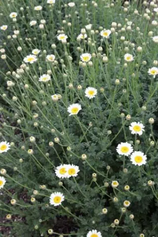 Anthemis triumphettii (A. caucasica)