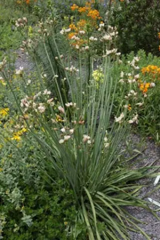 Anthericum undulatum (Chloroph.)