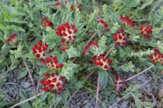 Anthyllis vulneraria 'Coccinea'