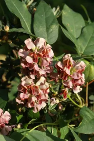 Apios americana