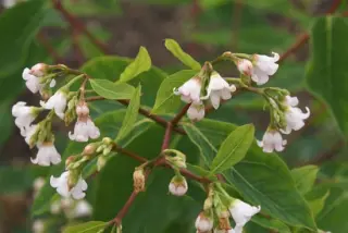 Apocynum androsaemifolium