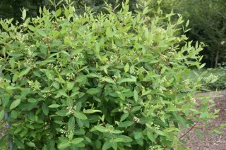 Apocynum cannabinum