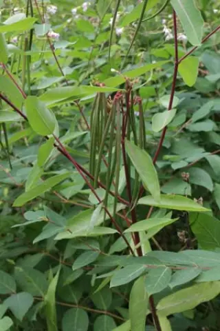 Apocynum cannabinum