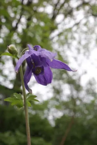 Aquilegia alpina