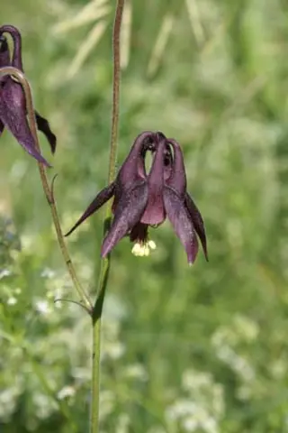 Aquilegia atrata