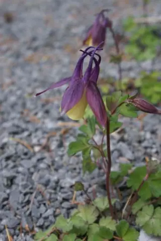 Aquilegia buergeriana 'Calimero'