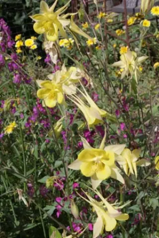 Aquilegia caerulea 'Maxi'