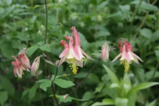 Aquilegia canadensis hybrid