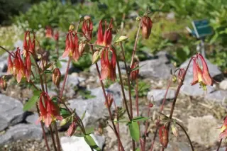Aquilegia chaplini