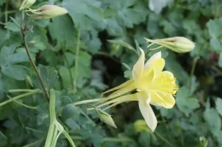 Aquilegia chrysantha 'Denver Gold'