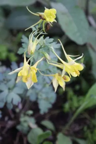 Aquilegia chrysantha 'Denver Gold'