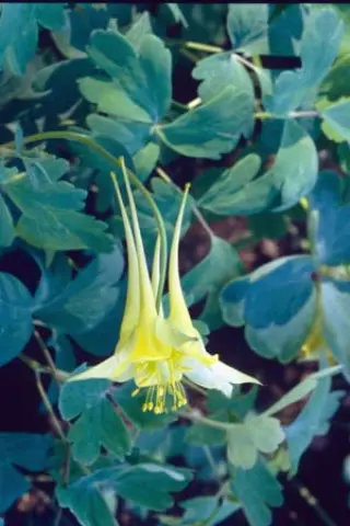 Aquilegia chrysantha 'Yellow Queen'