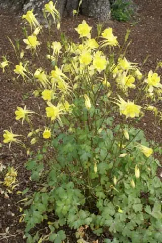 Aquilegia chrysantha 'Yellow Queen'