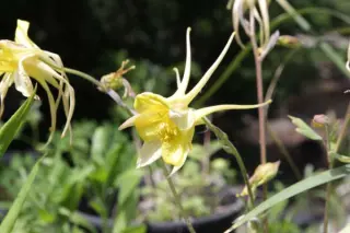 Aquilegia 'June Blakes Giant Yellow'
