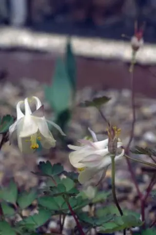Aquilegia laramiensis