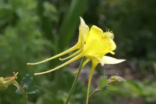 Aquilegia longissima