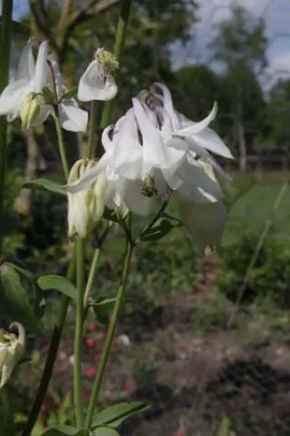 Aquilegia 'Paleface'