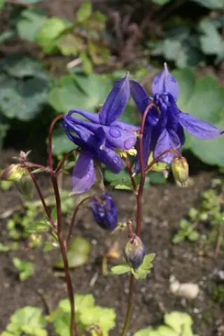 Aquilegia 'Roman Bronze'