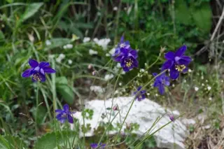 Aquilegia thalictrifolia