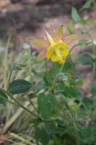 Aquilegia triternata