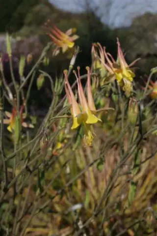 Aquilegia triternata