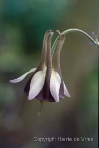 Aquilegia viridiflora