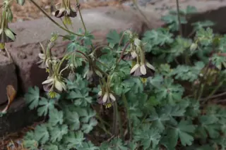 Aquilegia viridiflora