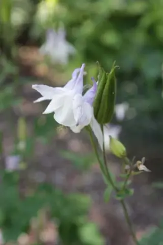 Aquilegia vulgaris 'Grey Strain'